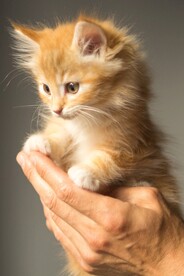猫 