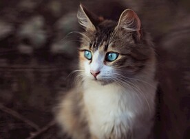 猫 