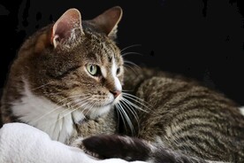 猫 