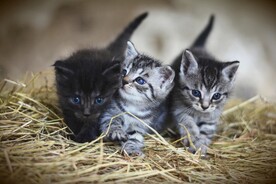 猫 