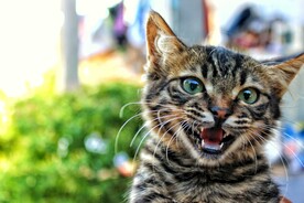 猫 