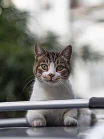 猫 