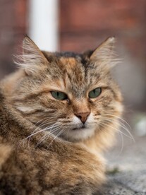 猫 