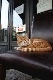猫 