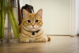 猫 