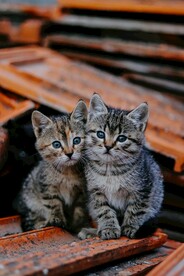 猫 