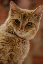 猫 