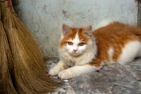 猫 