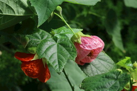 风铃花 