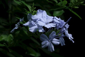 蓝雪花  