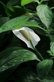 白鹤芋