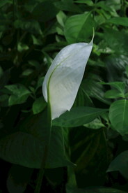 白鹤芋 