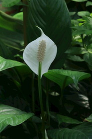 白鹤芋