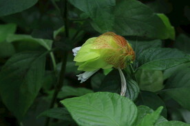 虾衣花