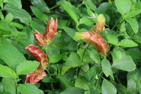 虾衣花