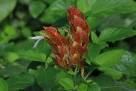 虾衣花