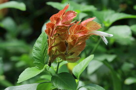 虾衣花 