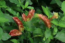虾衣花  
