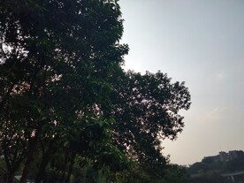 树与天空