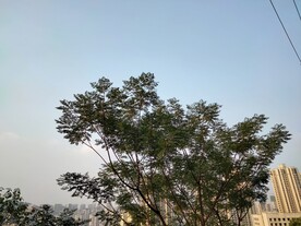 向阳的树