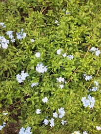 蓝雪花
