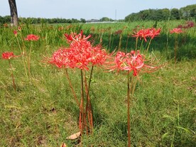 盛开的石蒜花
