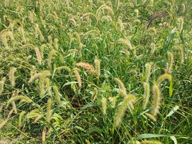 狗尾草果实