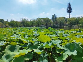 蓝天下的荷塘