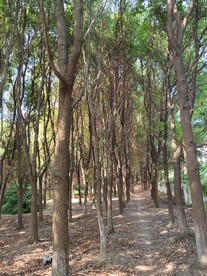 小樟树林