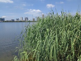 湖边芦苇