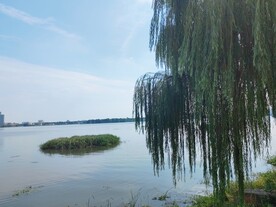 湖边的杨柳树