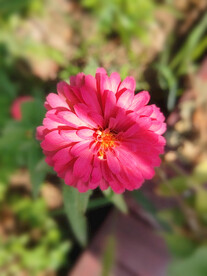 紫色百日菊