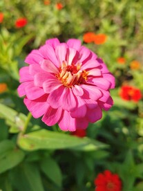 紫色百日菊