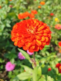 橙色百日菊