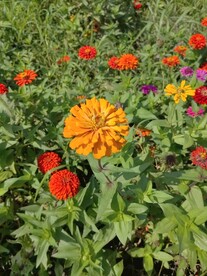 黄色百日菊