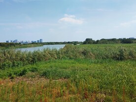 湿地公园湖边芦苇草地