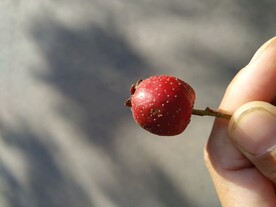一个红果