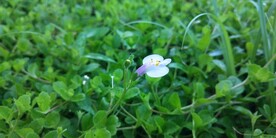 葡茎通泉草