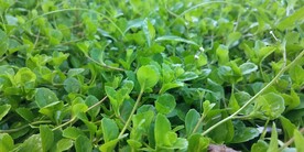 葡茎通泉草