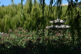 公园风景 
