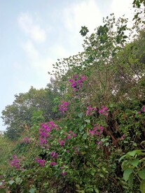 叶子花