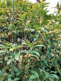 桂花
