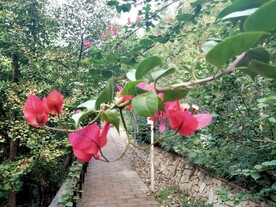 叶子花