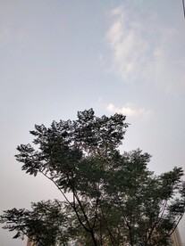 苦楝树与天空
