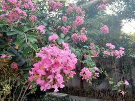 紫薇