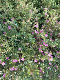 巨萼花