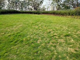 草地