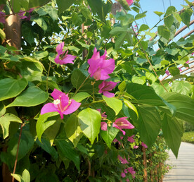 叶子花