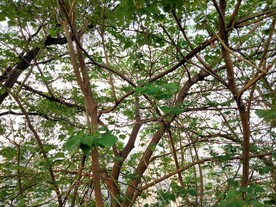刺桐