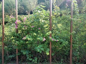叶子花